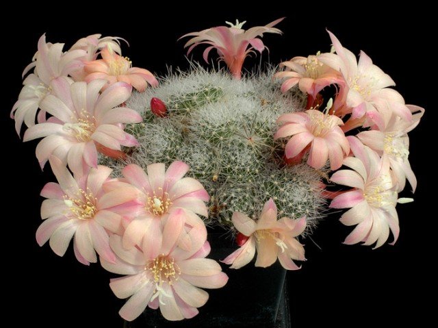 Rebutia_albiflora_x_epinaza